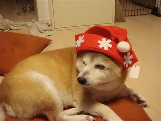 クリスマス 犬小屋で暮らす